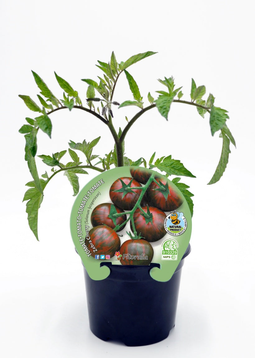 Plantón Tomate Cherry Zebra En Maceta 10,5 Cm. Natural - Fitoralia_0