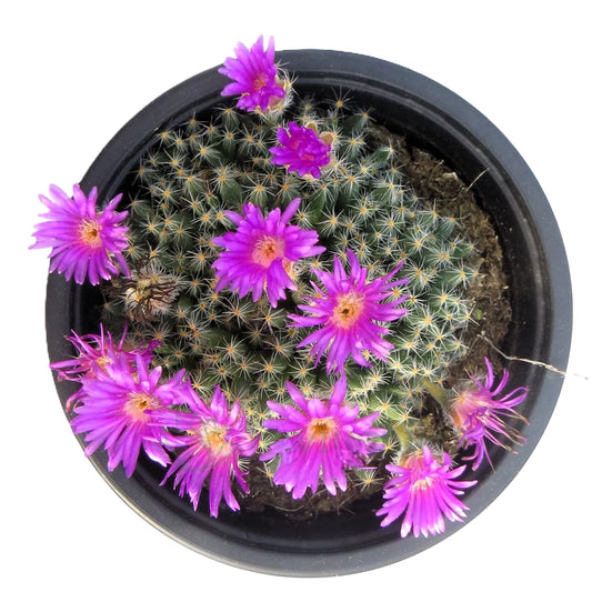 Trichodiadema Densum (rosa Del Desierto Miniatura, Bonsái Africano); Planta Suculenta Curiosa; Curiosarium; Maceta 10 Cm_0