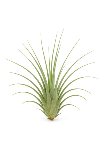 Lote Iniciación 5 Plantas del Aire; plantas del aire, tillandsias, 5 ejemplares diferentes; Curiosarium; tamaños varios_2