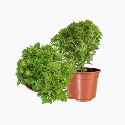 Maceta Albahaca De Hoja Pqueña 10,5 Cm - Plantabo_0