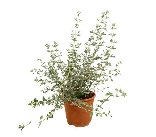 Teucrium Fruticans M22 35-50cm_0