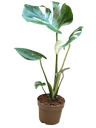 Deliciosa Monstera Variegada (planta Jovem) Ø12