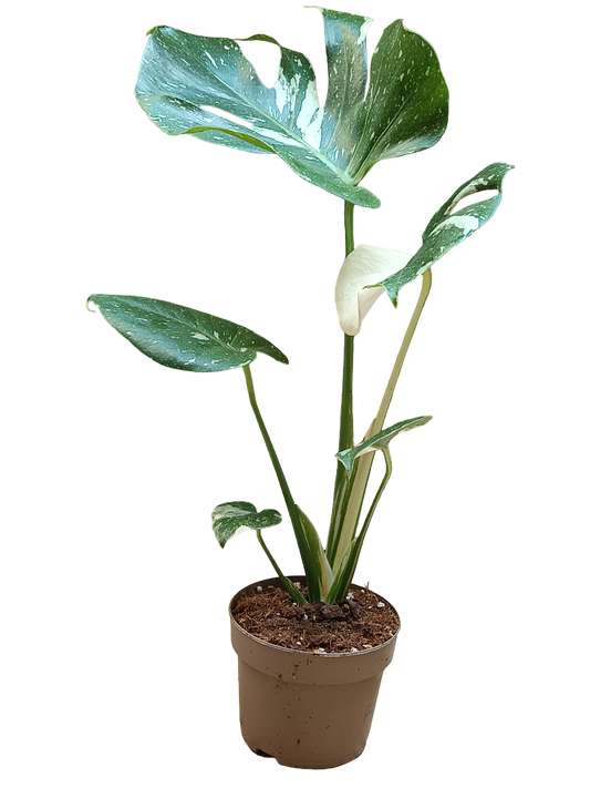 Monstera Deliciosa Variegata Planta Joven Ø12_0