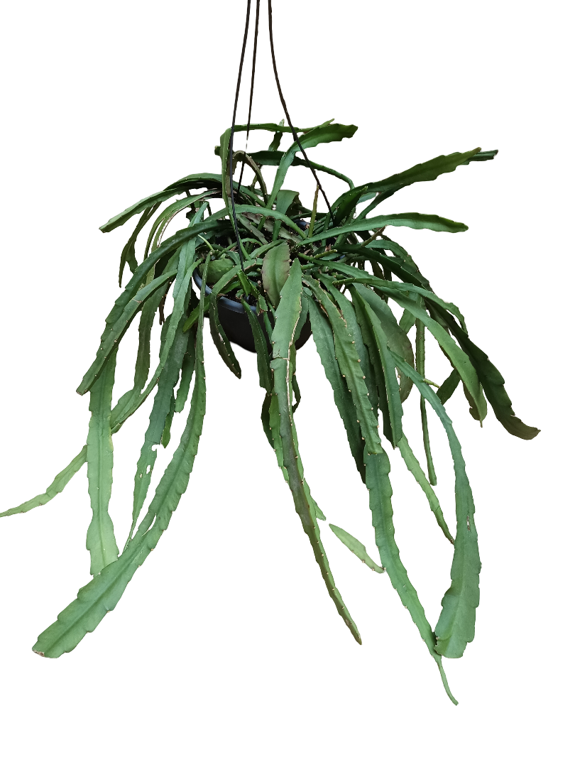 Rhipsalis De Flor Roja Grande Ø20_0