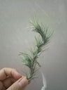 Tillandsia Funckiana (planta Aérea Pendente)