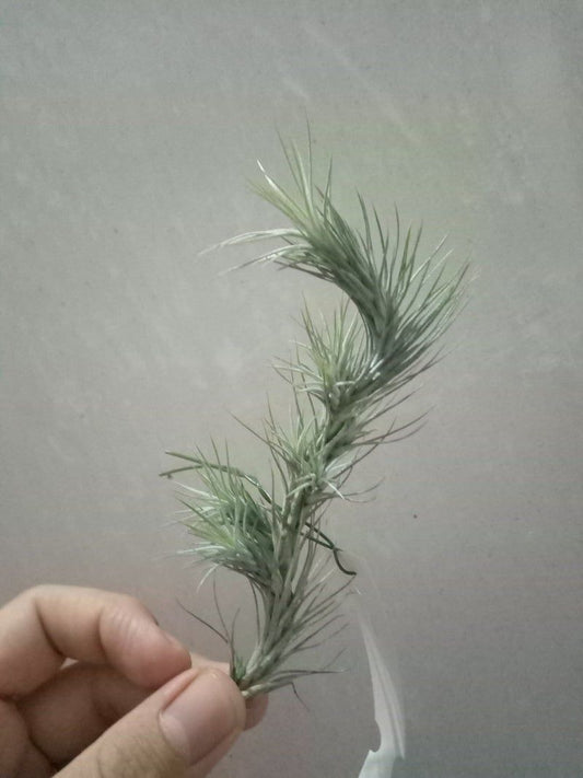 Tillandsia Funckiana Clavel Del Aire Colgante_0