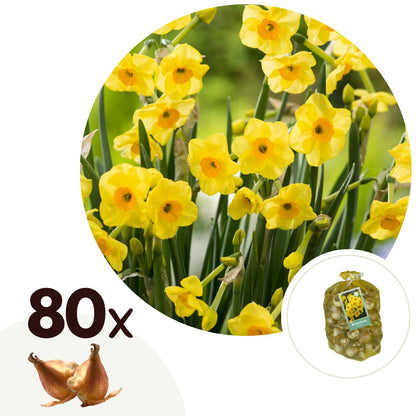 Bulbos De Narcisos - 80 Pzs - Narcissus 'golden Dawn' - Bulbos De Flores_0