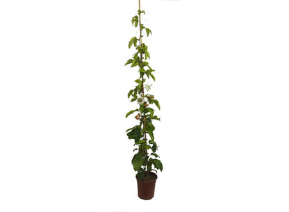 Passiflora Edulis Maracuya M20 170cm_0