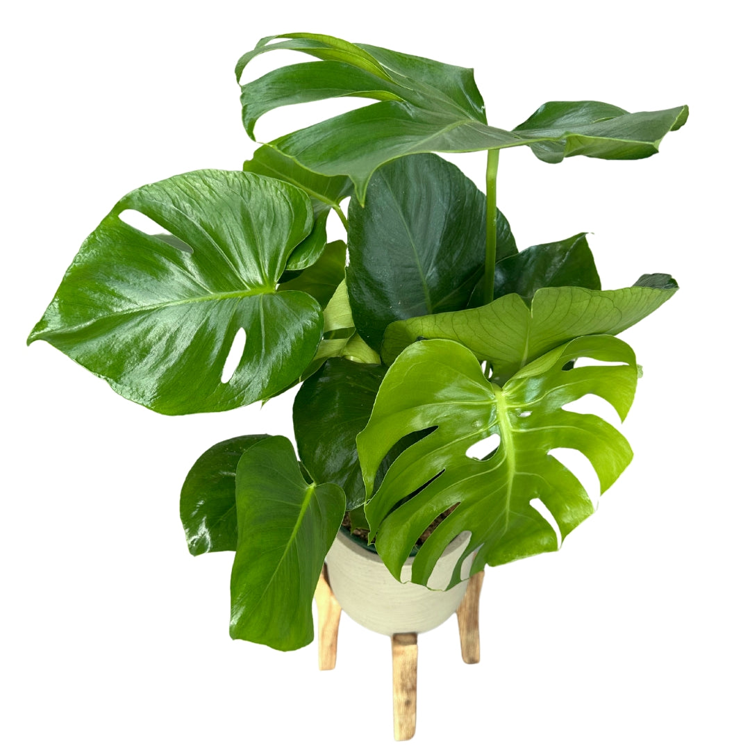 Monstera Deliciosa O Costilla De Adán Planta De Interior Resistente_0