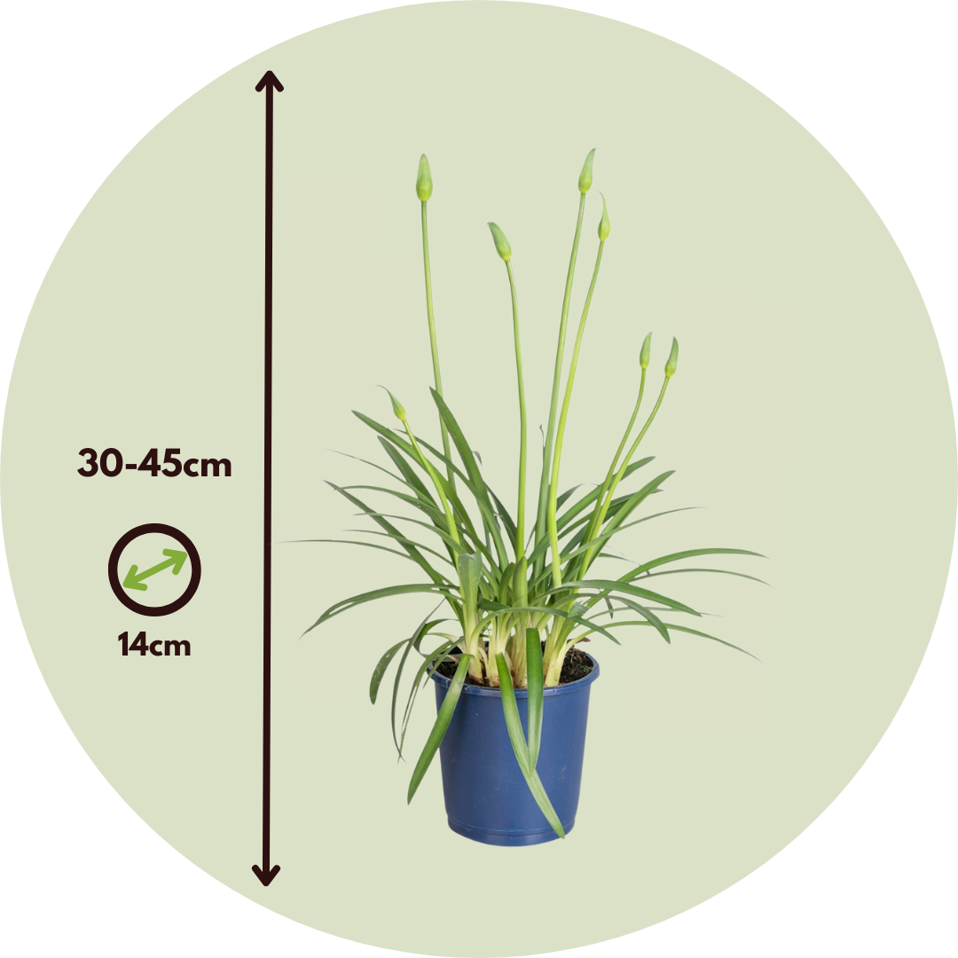 Lirio Africano - Agapanthus 'superb White' - Altura 30-45cm - ⌀14cm_2