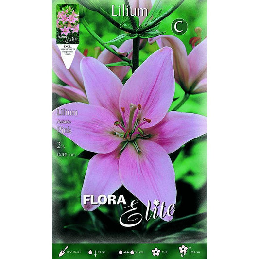 Lilium asiático bolbo rosa 2 unidades