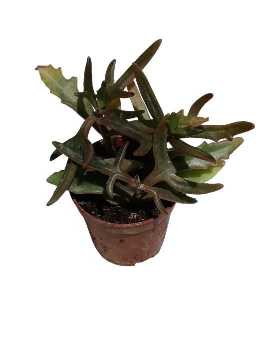 Kalanchoe Kewensis Planta Suculenta Ø5 Spider Flor Rosa_0