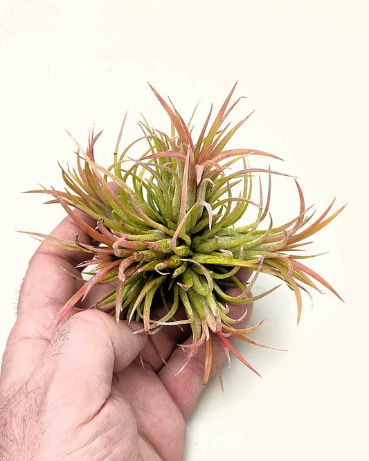 Tillandsia ionantha rubra clump; planta del aire, mata de plantas; Curiosarium; altura 10 cm, diámetro 15-18 cm_0
