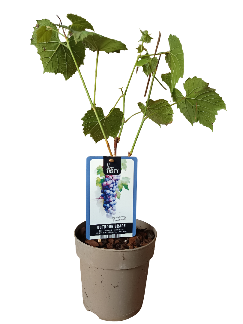 Planta Vitis Rembrandt Uva Negra Muy Dulce_0