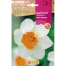 Bulbo Narciso Trompete Barrett Browning Branco Laranja 5 unidades Rocalba
