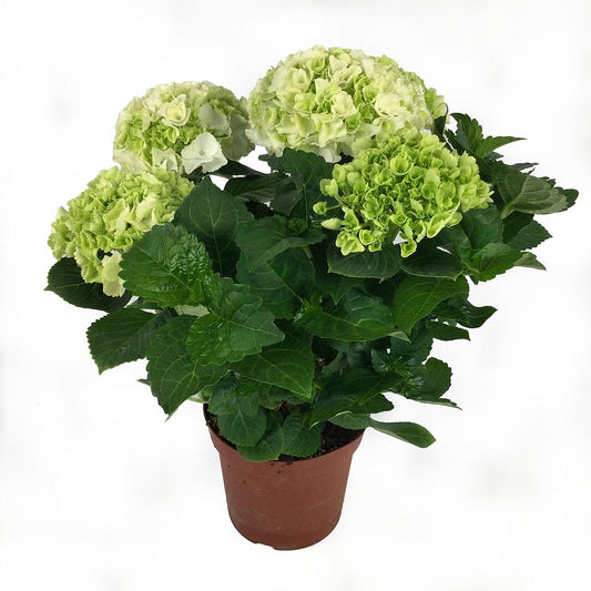 Hortensia Blanca M14 20cm_0