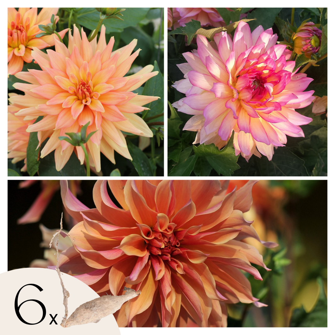 Tubérculos De Dalia - 6 Pzs - Dahlia 'labyrinth' - Púrpura_0