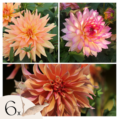 Tubérculos De Dalia - 6 Pzs - Dahlia 'labyrinth' - Púrpura_0
