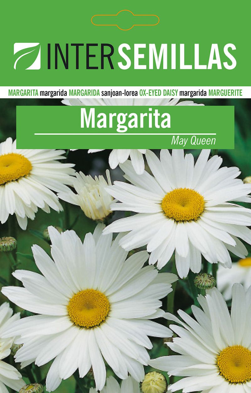 Sobre De Semillas De Margarita Blanca_0