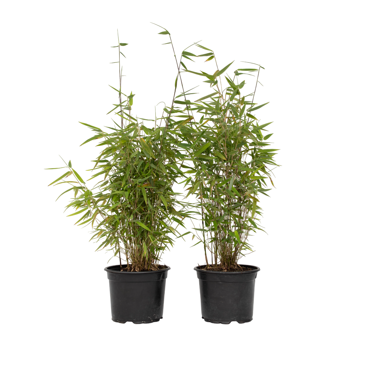 Bambú - 2 Pzs - Fargesia Nitida 'red Dragon' - Altura 50-70cm - ⌀17cm_0