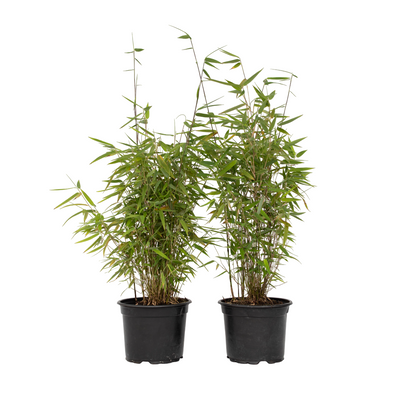 Bambú - 2 Pzs - Fargesia Nitida 'red Dragon' - Altura 50-70cm - ⌀17cm_0