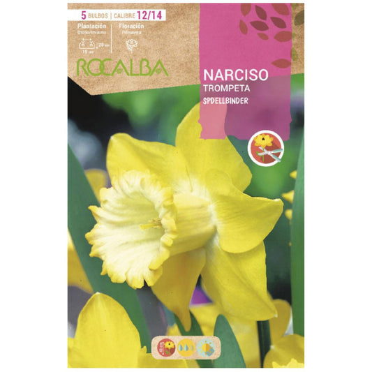 Bulbo de trombeta Narciso Spellbinder amarelo creme 5 peças Rocalba