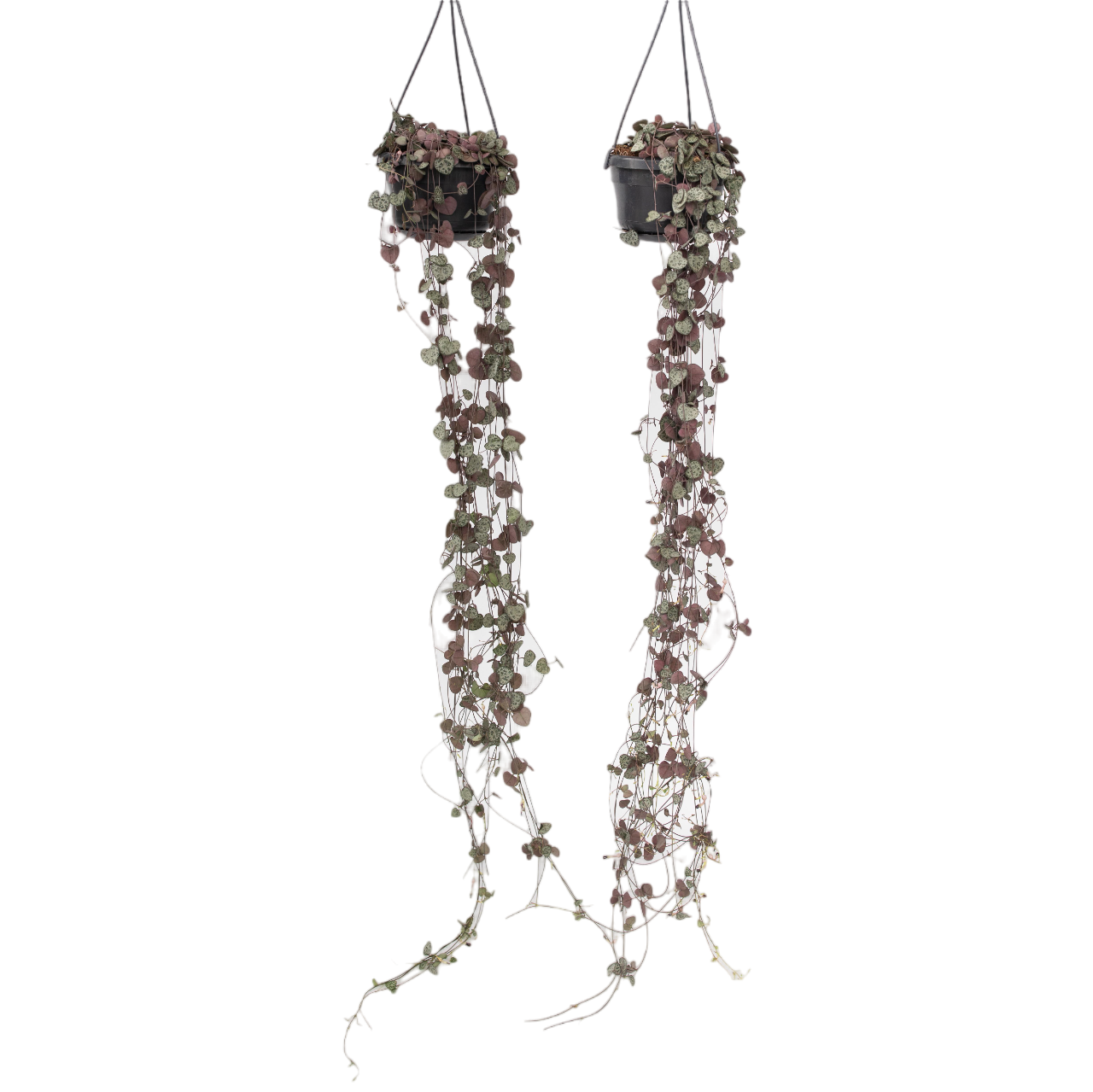 Rosario De Corazones - 2 Pzs - Ceropegia Linearis Woodii - A20-30cm - ⌀14cm_0