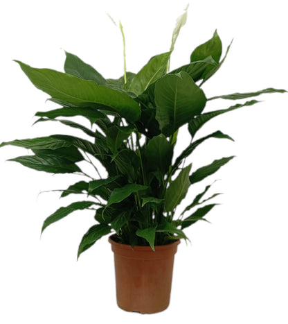 Spathiphyllum Chopin M21 90cm (cuna De Moisés)_0