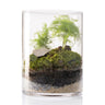 Terrário Amazonia Moss Fittonia Aspa Ø12 x 16 cm