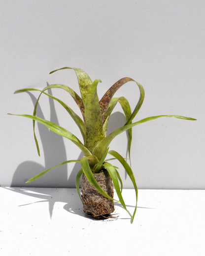 Vriesea 'Red Chestnut' S; bromelia castaño rojo; Curiosarium; altura 10-15 cm, diámetro 12 cm, sin sustrato_3