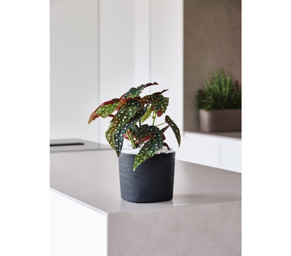 Teraplast Macetero De Plástico Reciclado Cuadrado Capri Negro 24cm_1