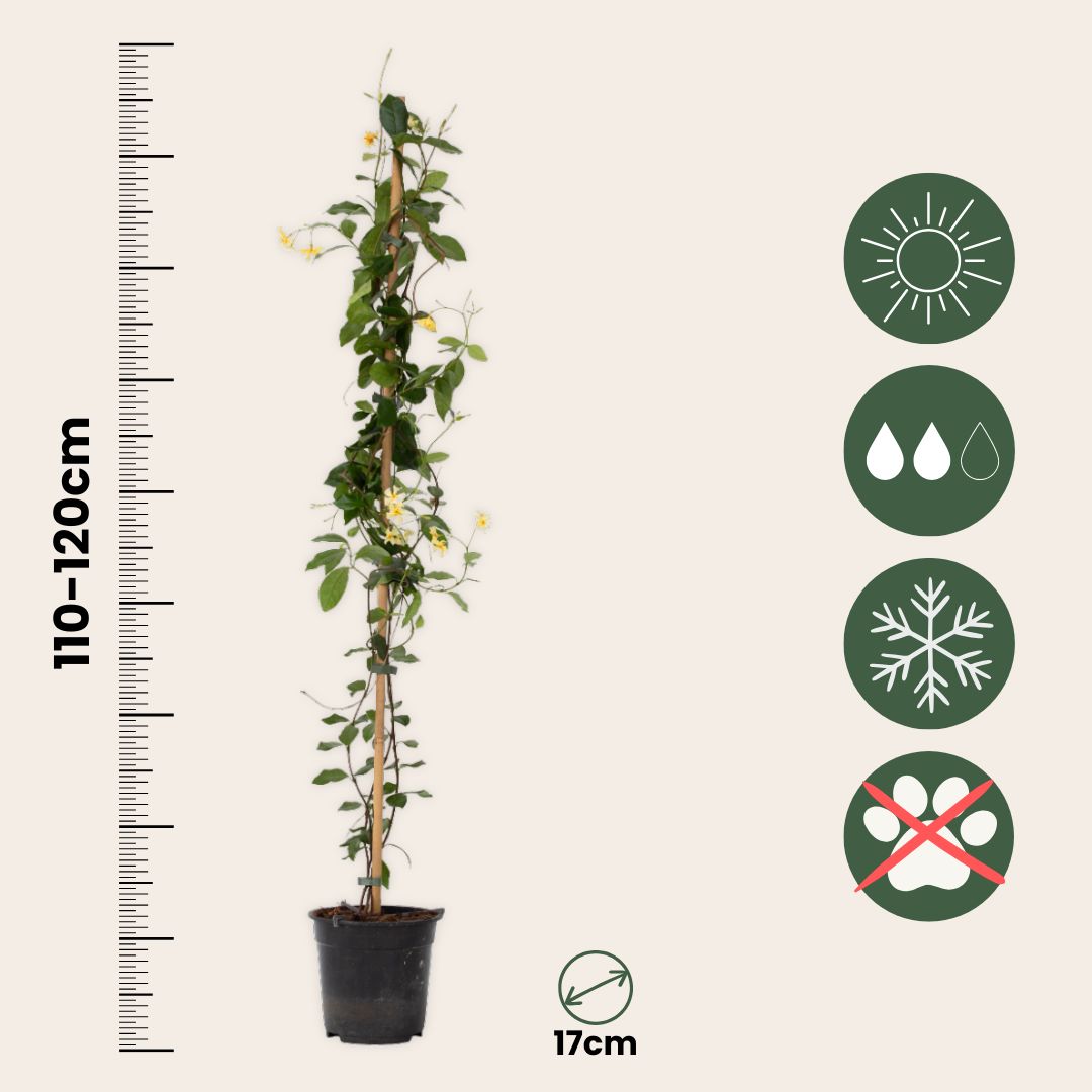 Jazmín Estrellado - Trachelospermum Jasminoides - Altura 110-120cm - ⌀17cm_2