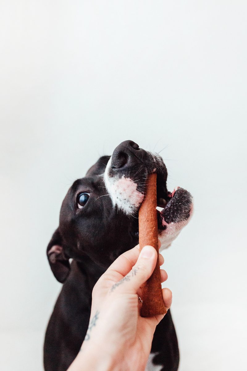 Bimordiscos Barritas De Salmón Para Perros Y Gatos._2