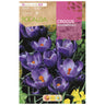 Lâmpada azul Crocus Remembrance 10 unidades Rocalba