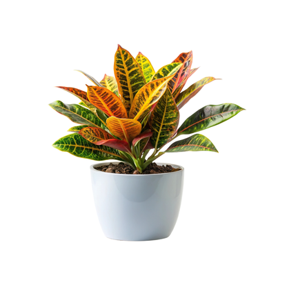 Pack 3 Plantas Naturales -filtro Natural De Aire : Croton + Dieffenbachia Camillia + Palmera Areca Ø12 Cm Alto 30-40 Cm_1