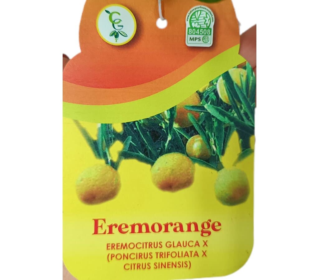 Citrus Caviar Glauca M21 (limón Caviar Chino)_1