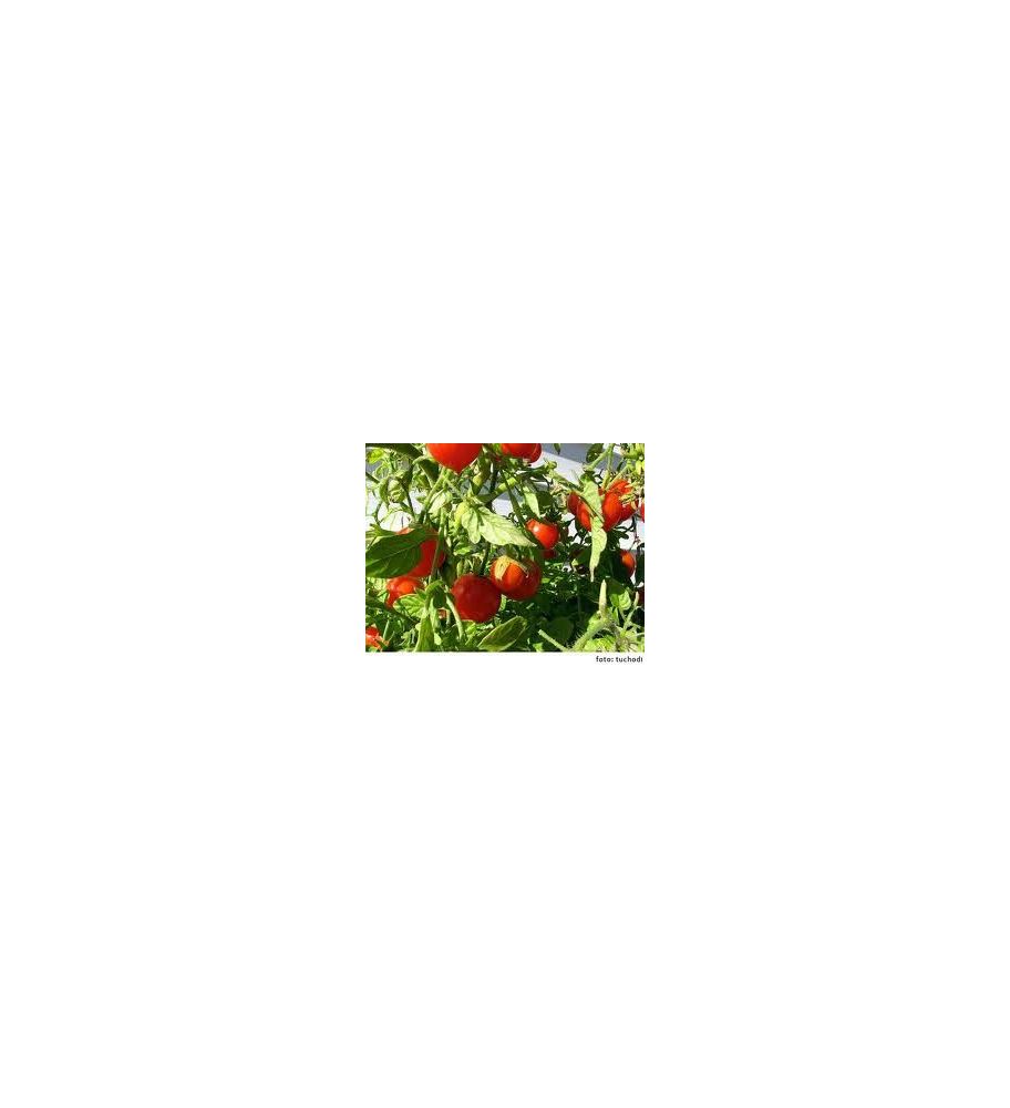 Plantón Tomate Cherry (10 Unidades)_2