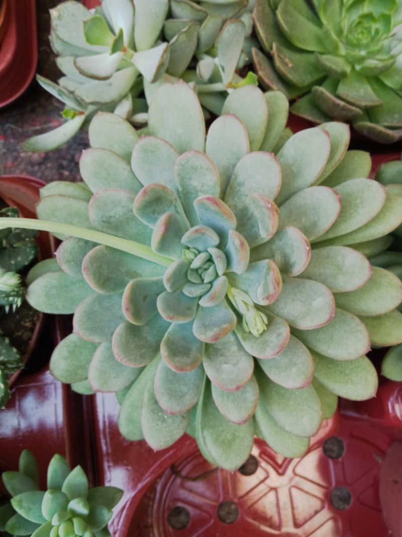 Echeveria Norma Ø13 Plantas Suculentas Sol #ref1_0