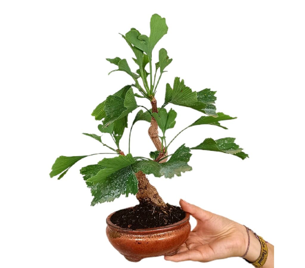 Bonsái Ginkgo Biloba 7 Años_0