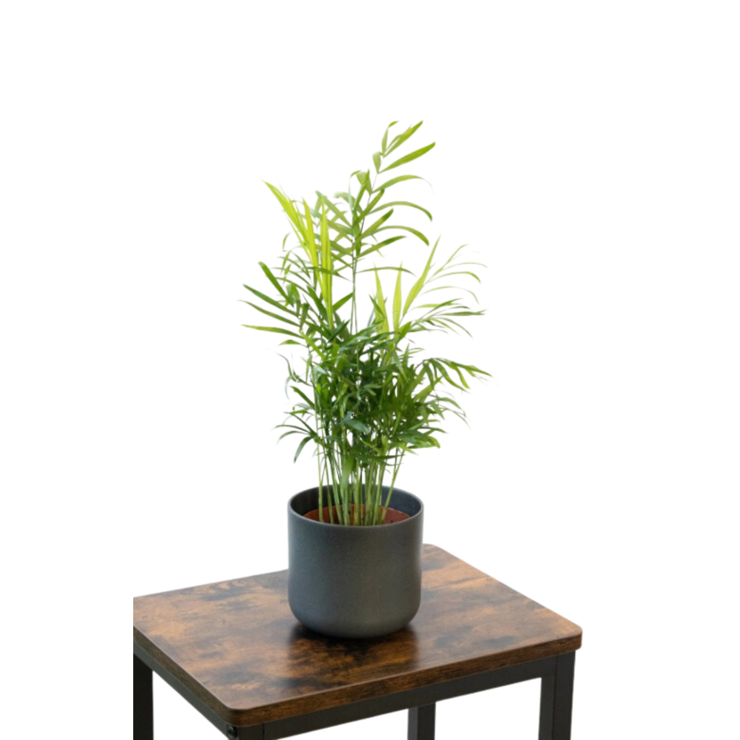 Pack 3 Plantas Naturales -filtro Natural De Aire : Croton + Dieffenbachia Camillia + Palmera Areca Ø12 Cm Alto 30-40 Cm_3