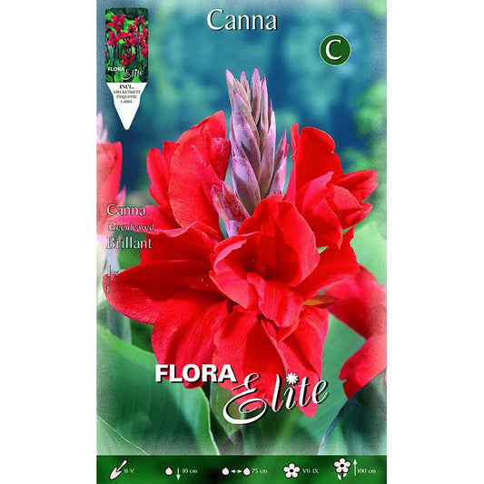 Bolbo de Canna vermelha com folhas escuras 1 unidade