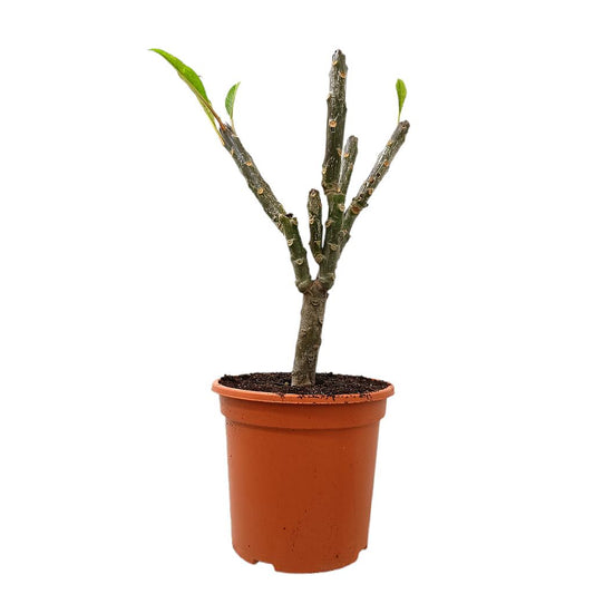Plumeria Rubra M24 50cm_0