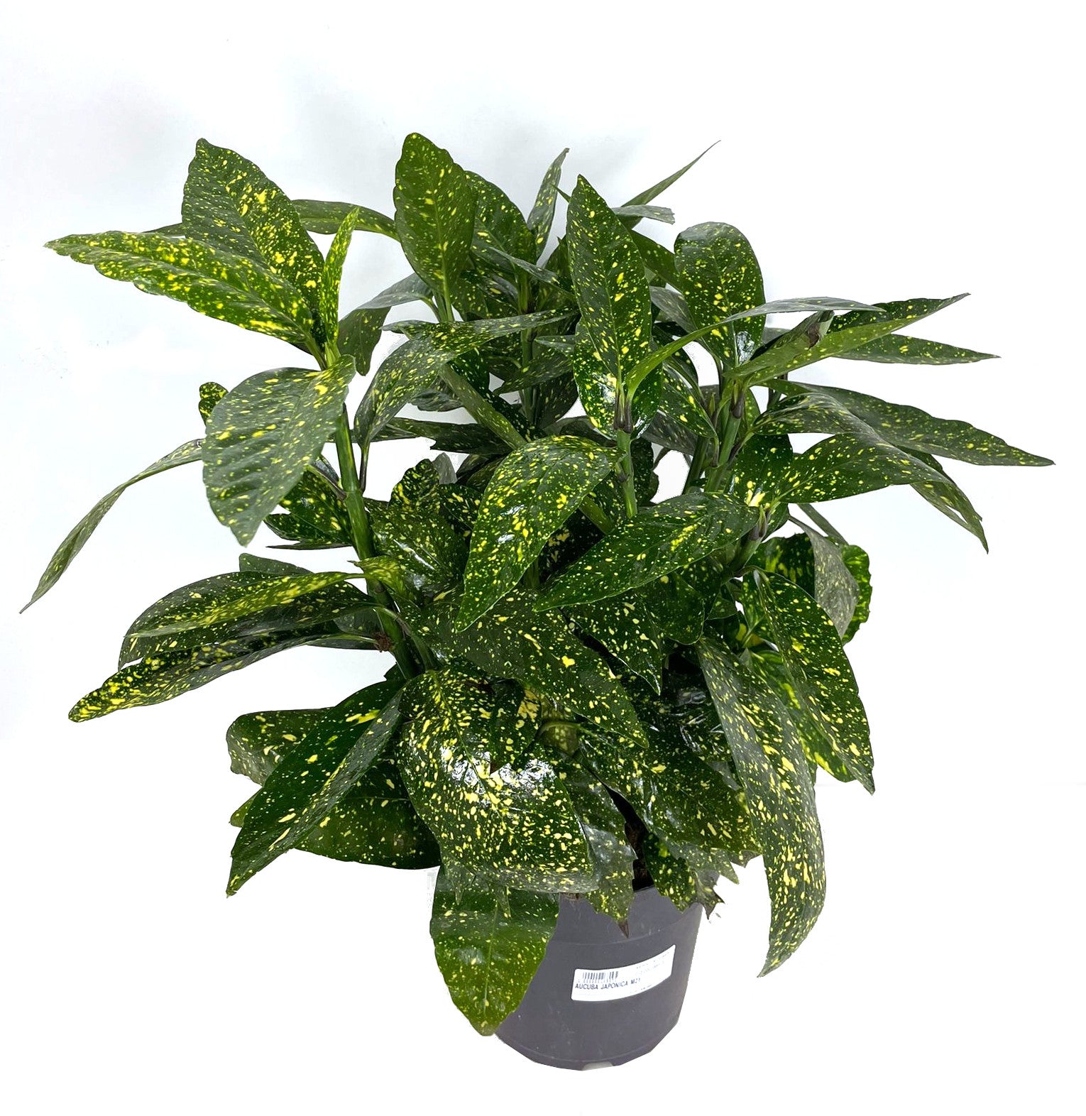 Aucuba Japonica M21 45cm_2