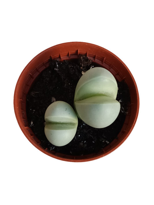 Gibbaeum Heathii Planta Suculenta Ø5 Lithops_0
