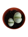 Planta Suculenta Gibbaeum Heathii Ø5 Lithops