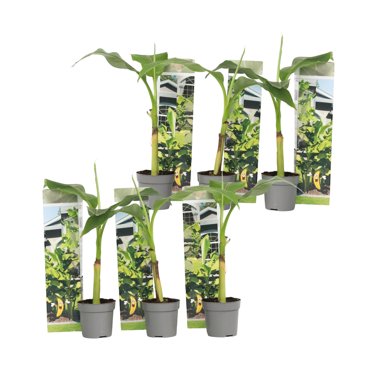 Platanera - 6 Pzs - Musa Basjoo - Altura 25-40cm - ⌀9cm_0