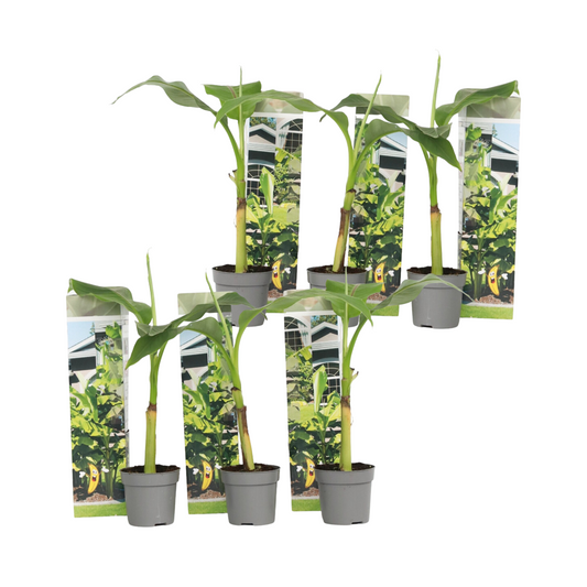 Platanera - 6 Pzs - Musa Basjoo - Altura 25-40cm - ⌀9cm_0
