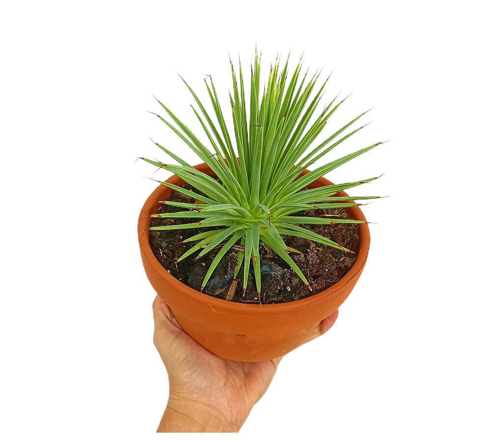Agave Stricta Nana M17_1