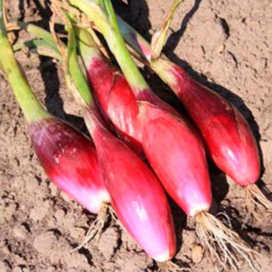 Semillas Cebolla Rossa Lunga Di Firenze Ecológicas_0