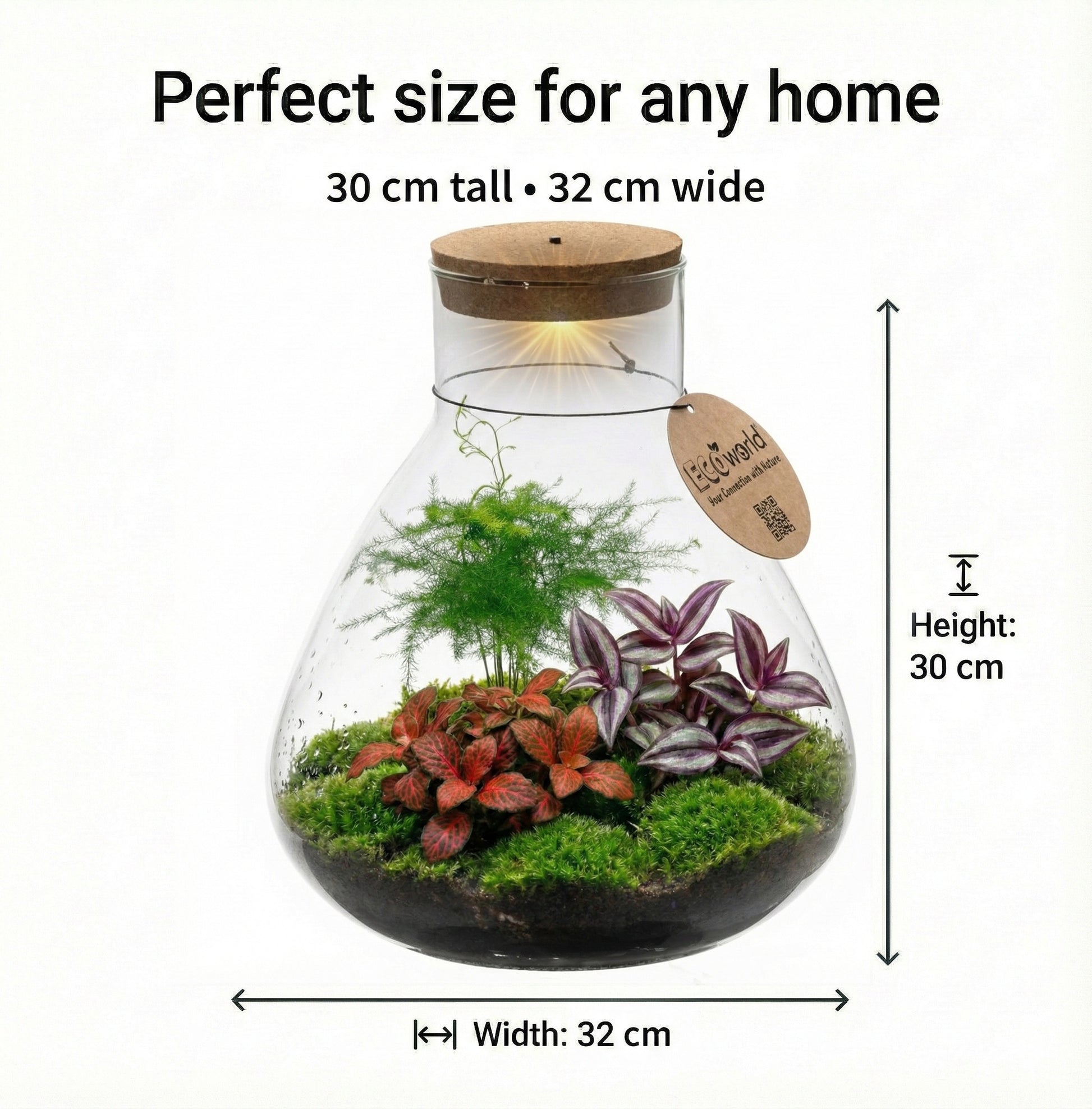 Terrario De Plantas Ø30 Cm - Ecosistema - Cristal - Diy_5